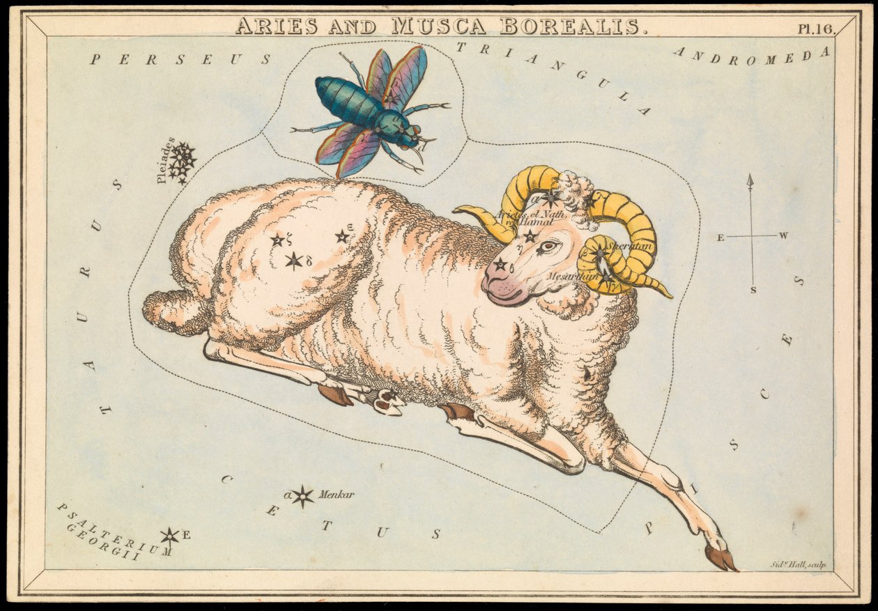 Bélier et Musca borealis, c.1825 - Sydney Hall