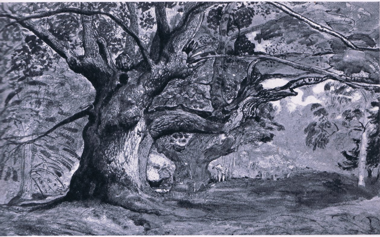 Le chêne de Panshanger, Hertfordshire, Nature en Grande-Bretagne publié par Collins, 1946 - T. Medland