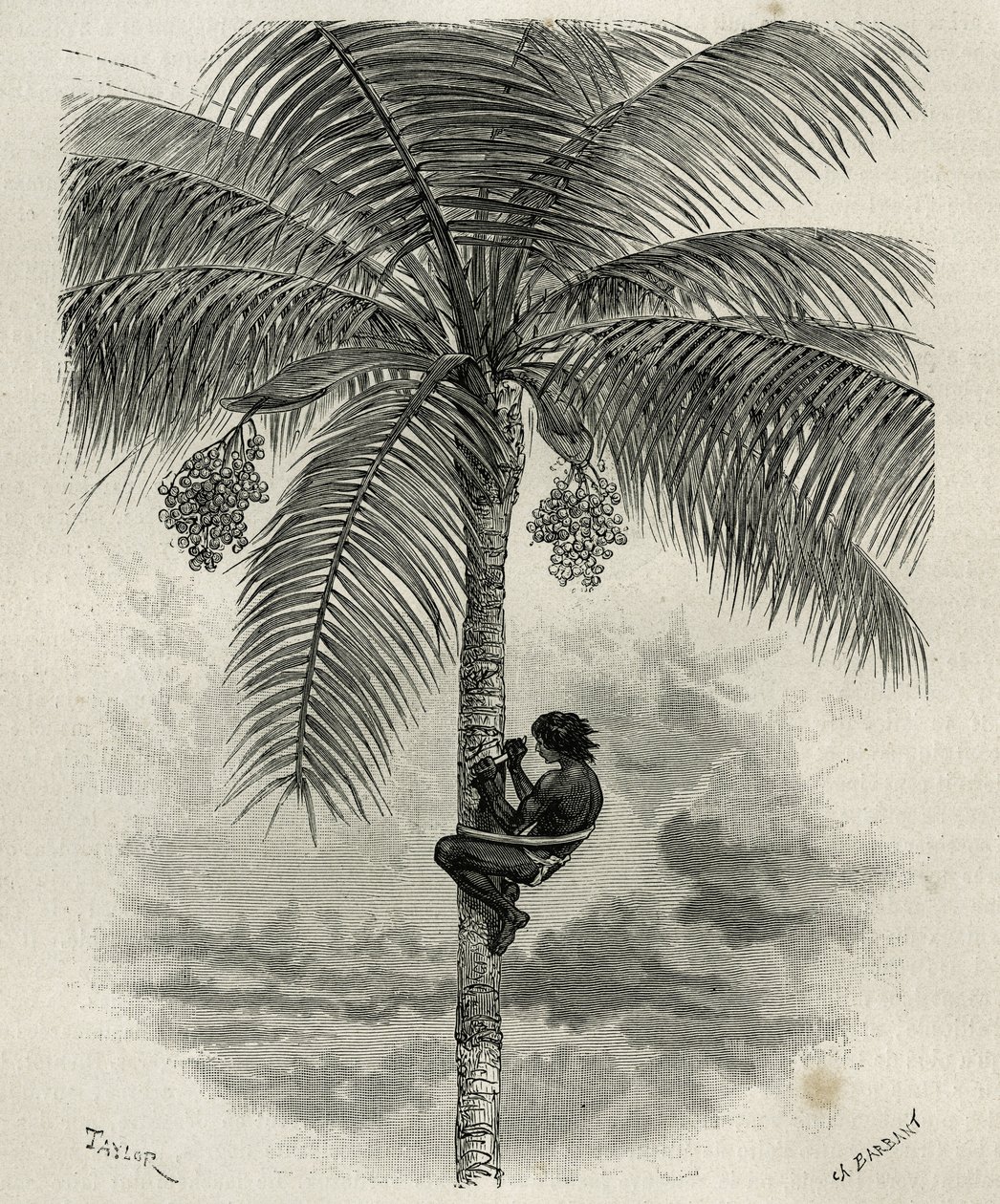 La récolte de la cire de palmier ceroxylon, dans le Quindio (Colombie), gravure par Taylor et Ferdinandus, pour illustrer l