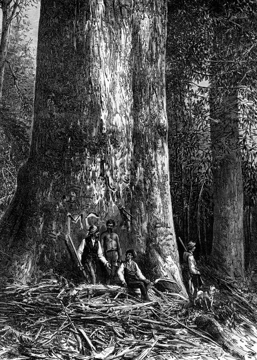 Géant eucalyptus, Australie, 1886 - Taylor