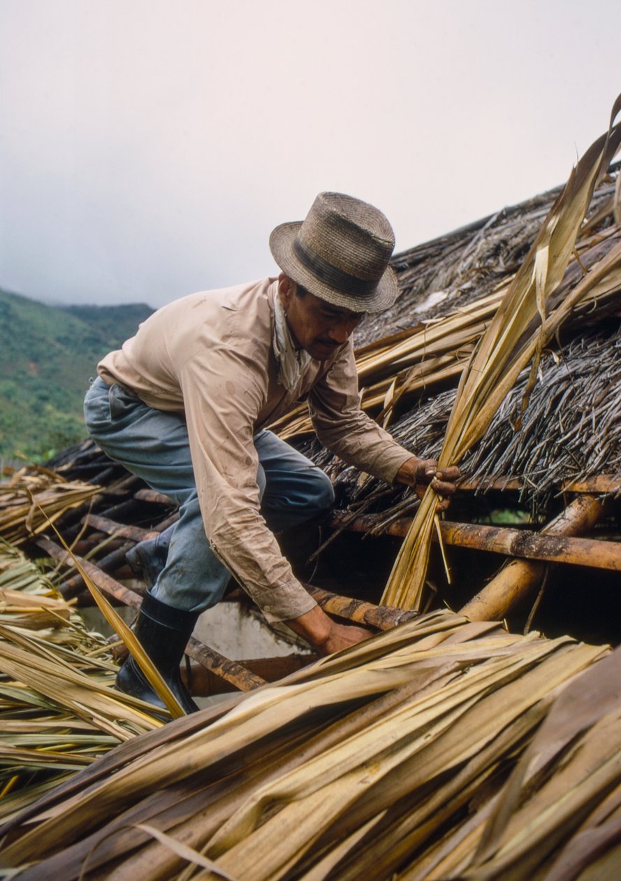 Un fermier colombien couvre son toit avec des feuilles de canne à sucre. - près de Pamira, Colombie SA - Ted Spiegel