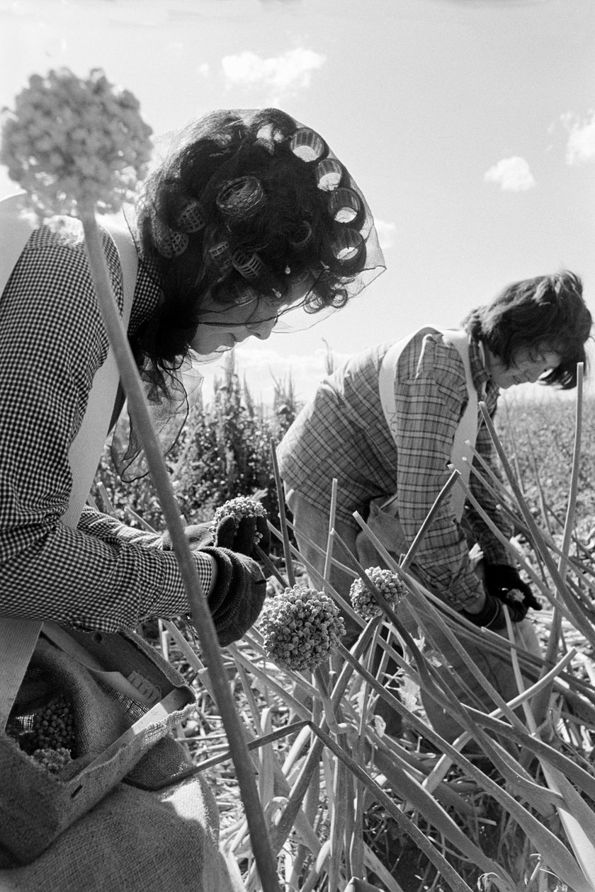 Le fermier Ed Ker à A.M. Ker Ranch est un colon agricole cultivant de la luzerne... - Ted Spiegel