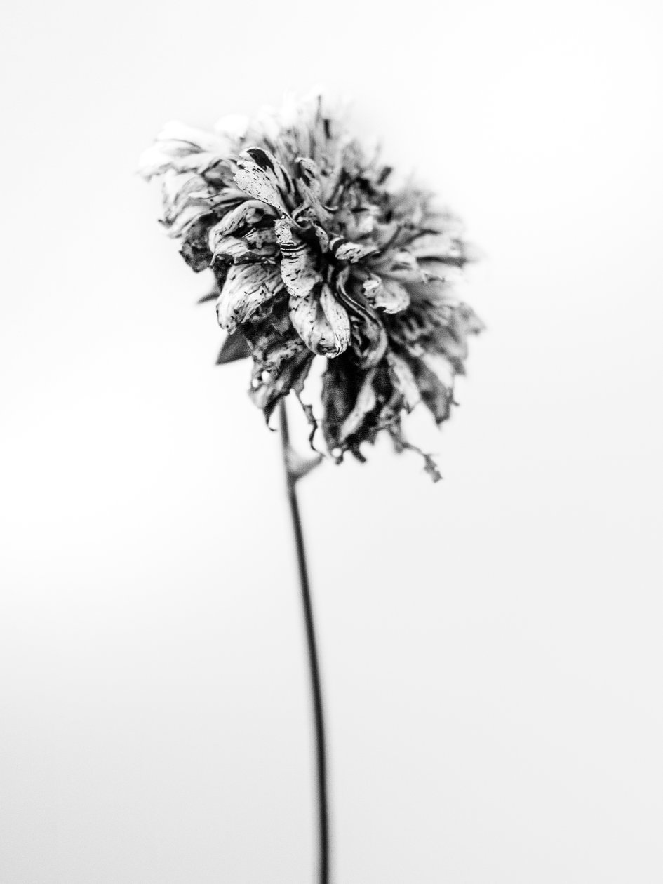 Parmi les fleurs 17 - Teis Albers