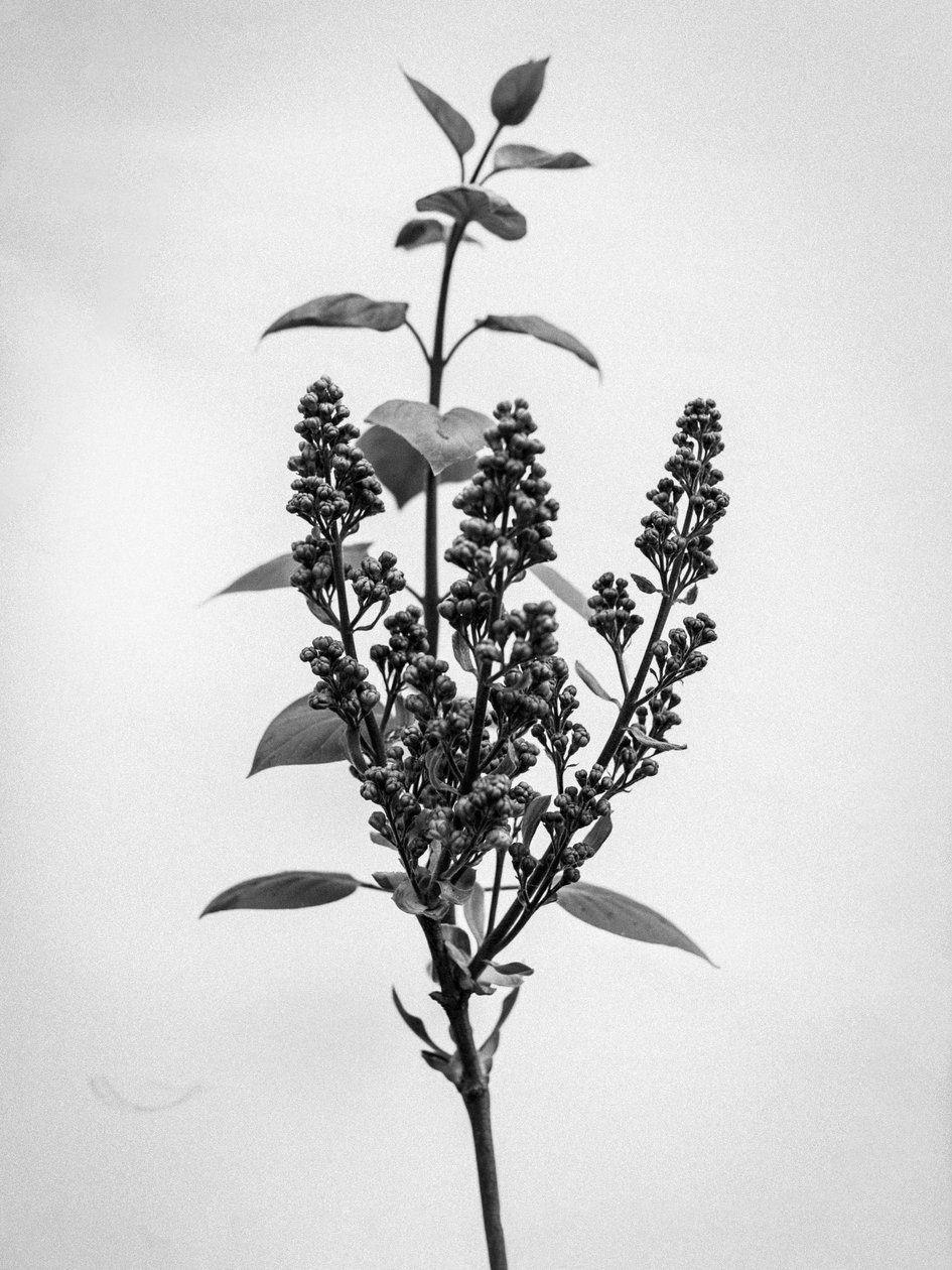 Parmi les fleurs 66, 2021 - Teis Albers