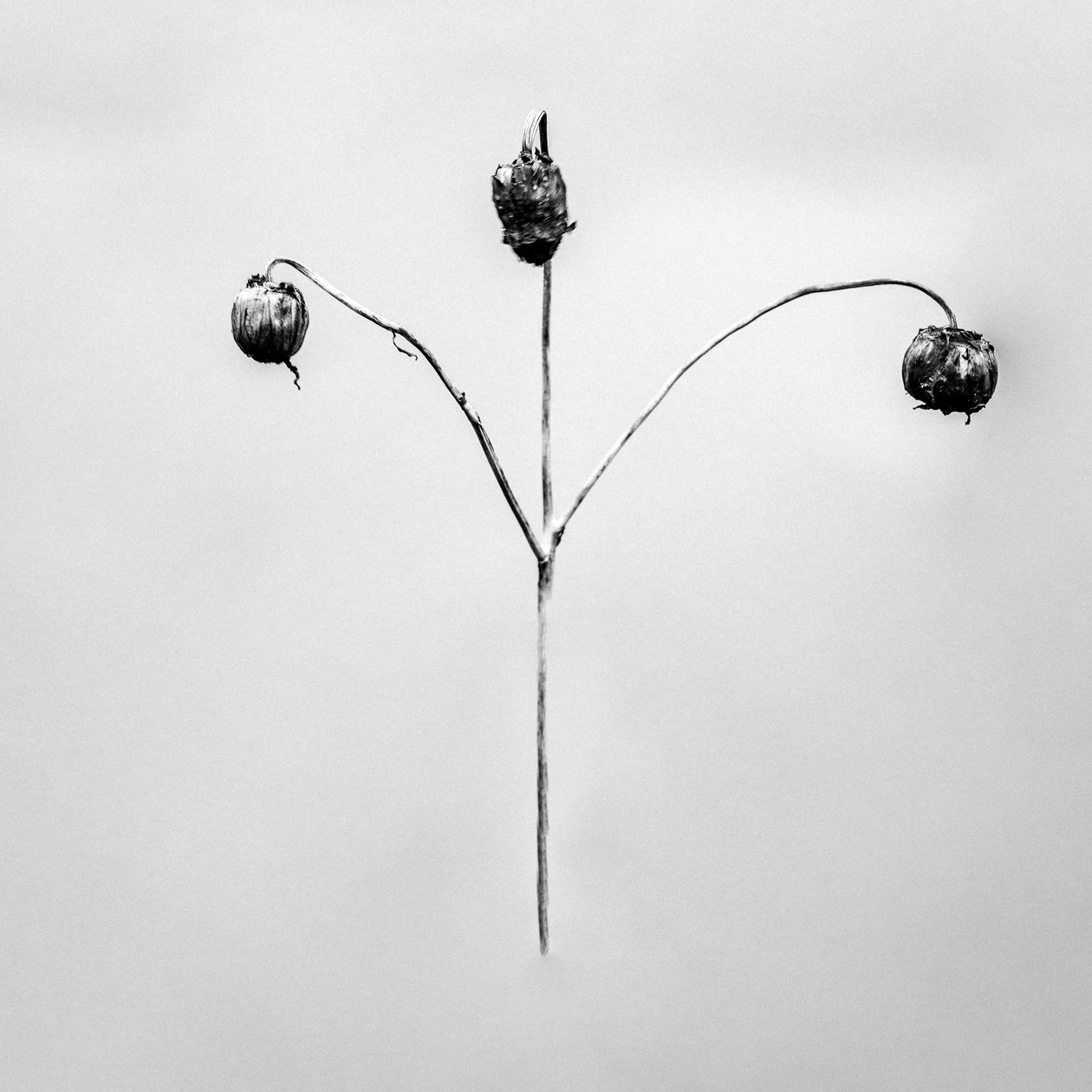 Parmi les fleurs 75 - Teis Albers