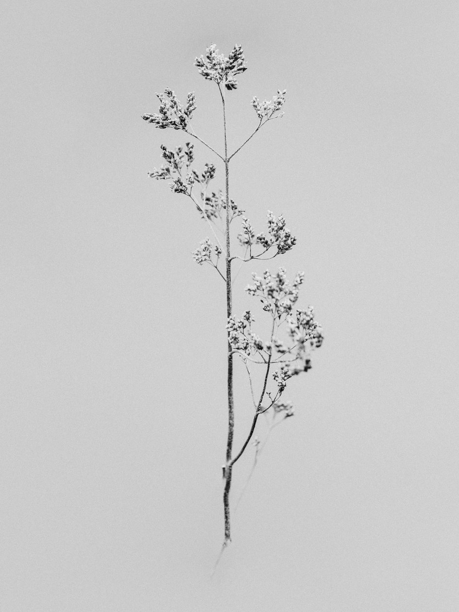 Parmi les fleurs 76 - Teis Albers