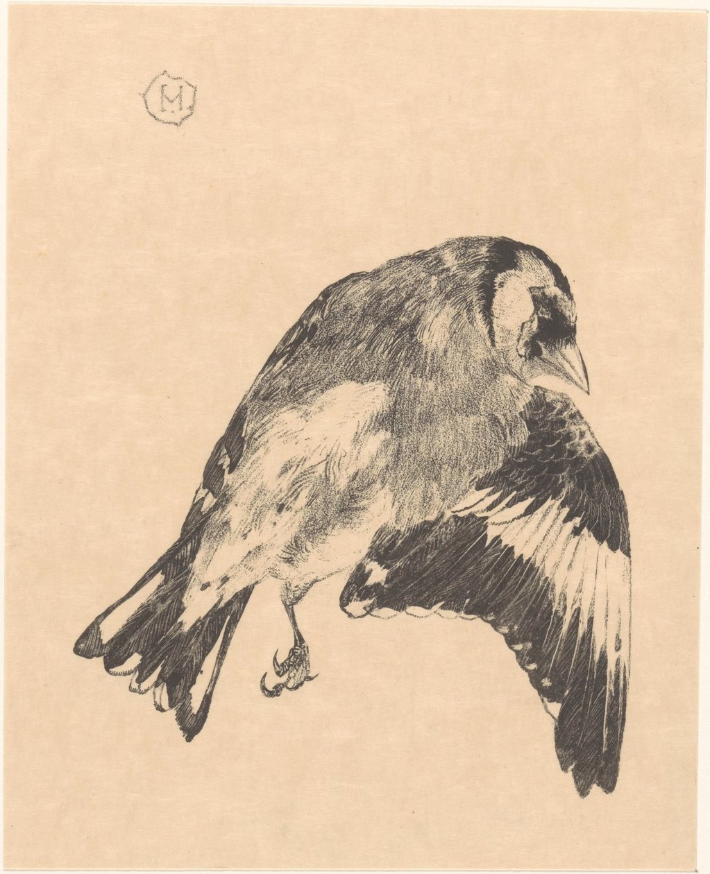 Petit oiseau mort - Theo van Hoytema