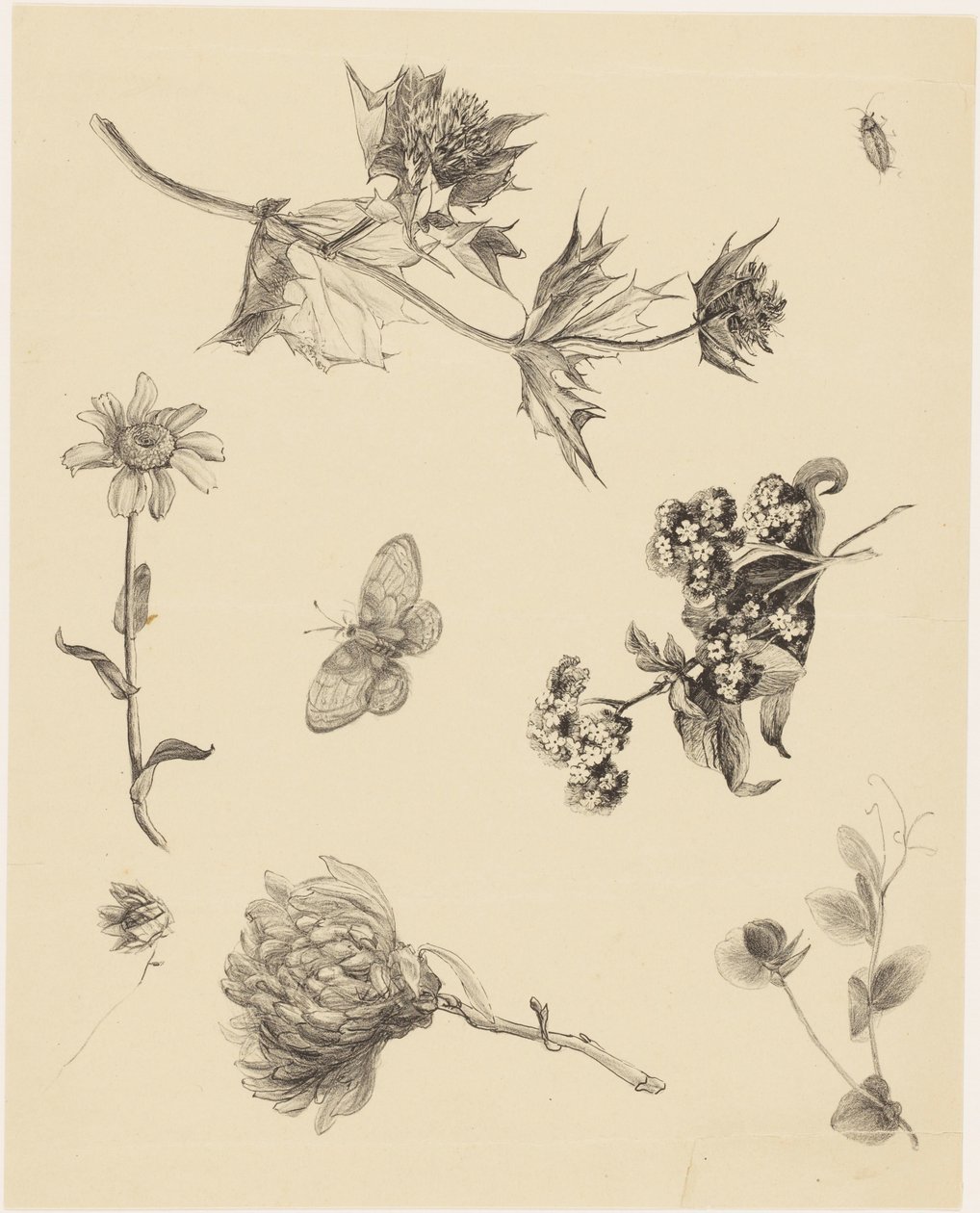 Fleurs et feuilles - Theo van Hoytema