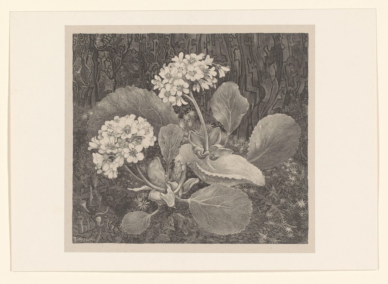Primevère dans la mousse (Études de fleurs) - Theo van Hoytema