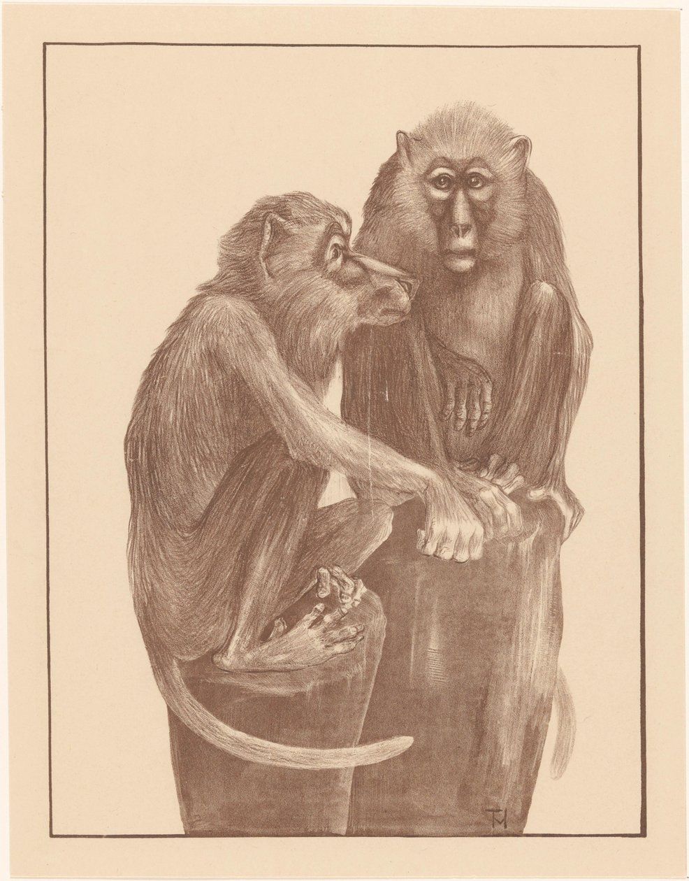 Deux singes sur des souches d
