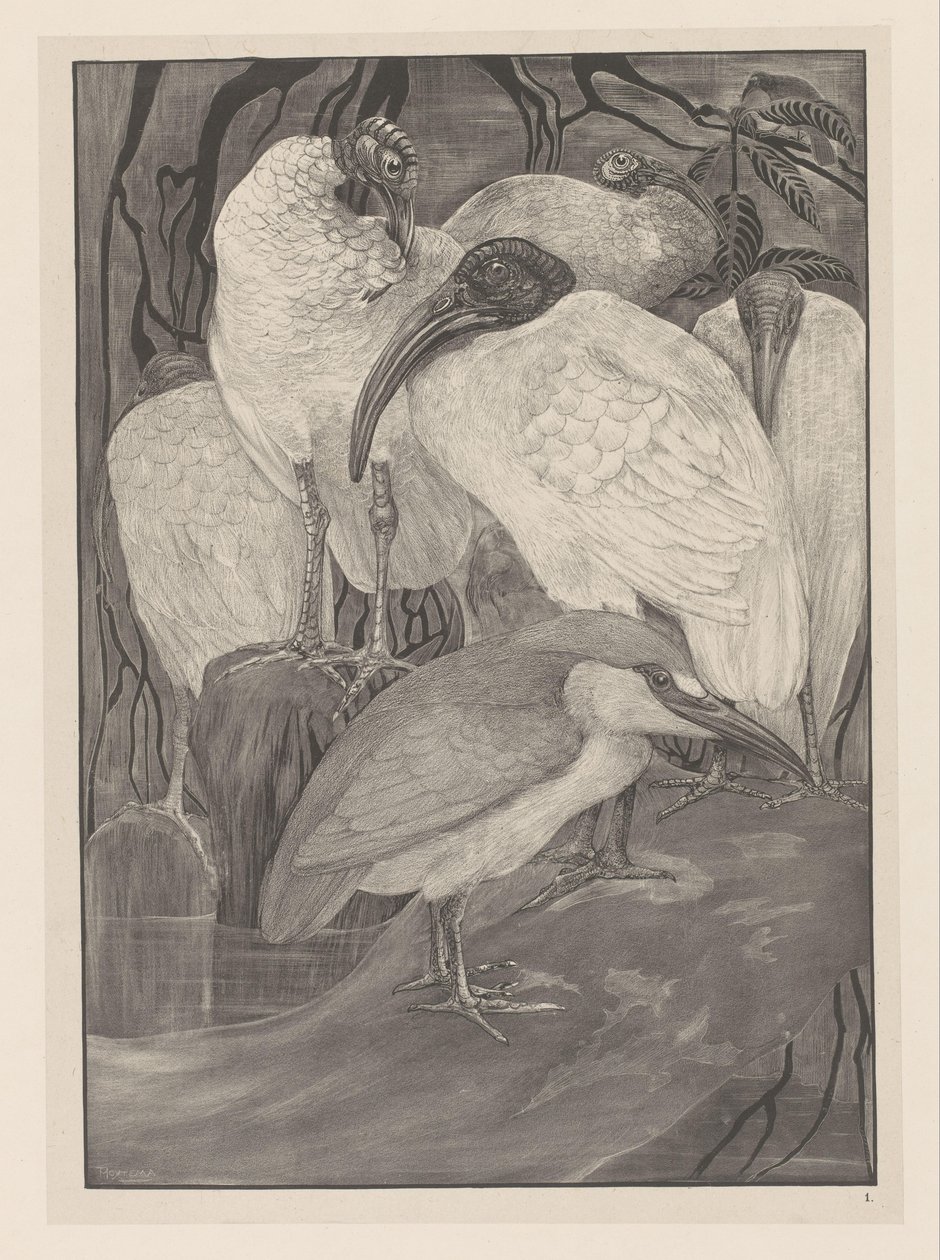 Cinq ibis et un bihoreau (Études d