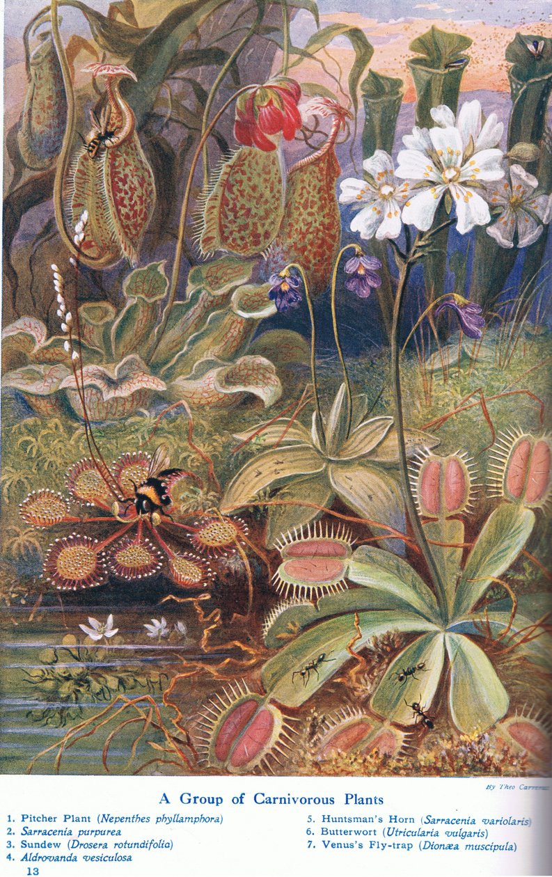 Plantes carnivores, illustration de 