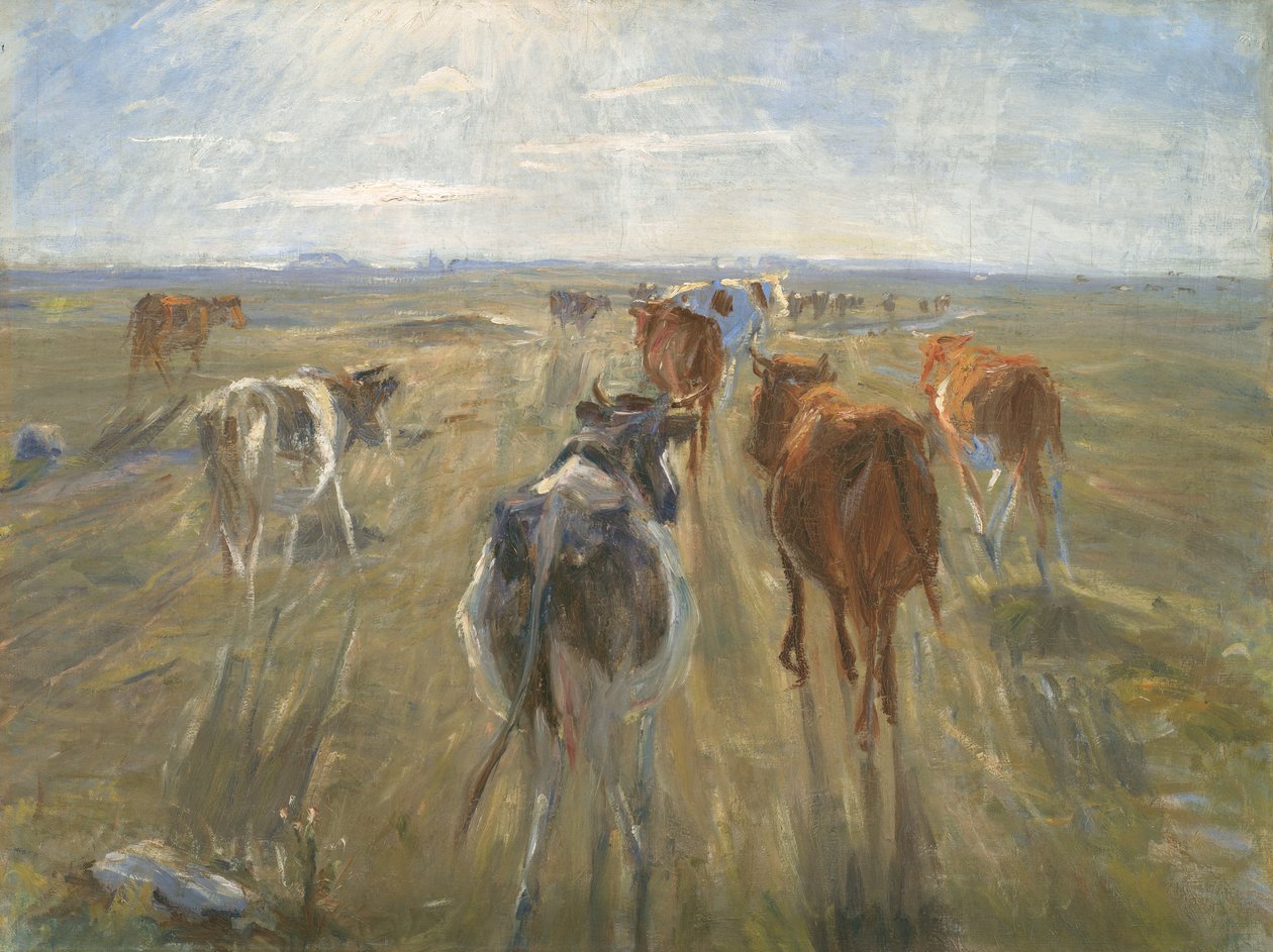Longues ombres. Bétail sur l
