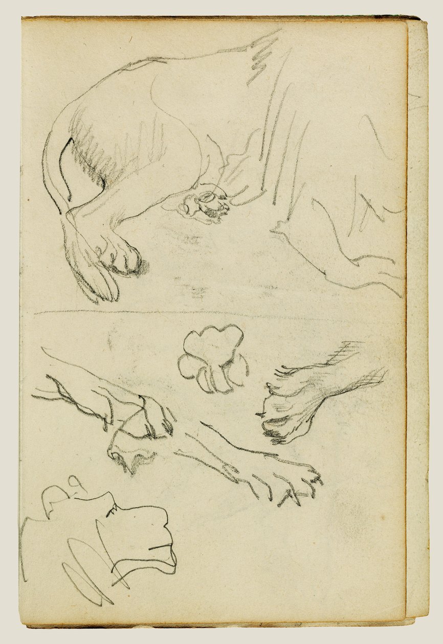 Diverses études de jambes, pattes et tête de lion - Theodore Gericault