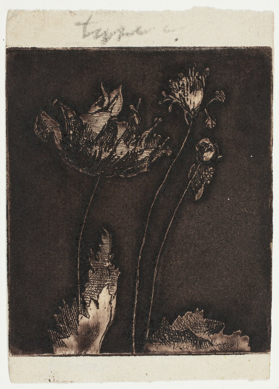 Derniers coquelicots - Theodore Roussel