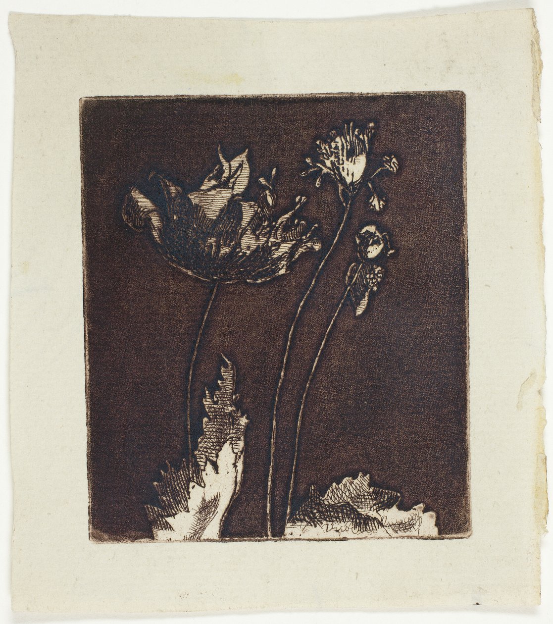 Derniers Coquelicots - Theodore Roussel