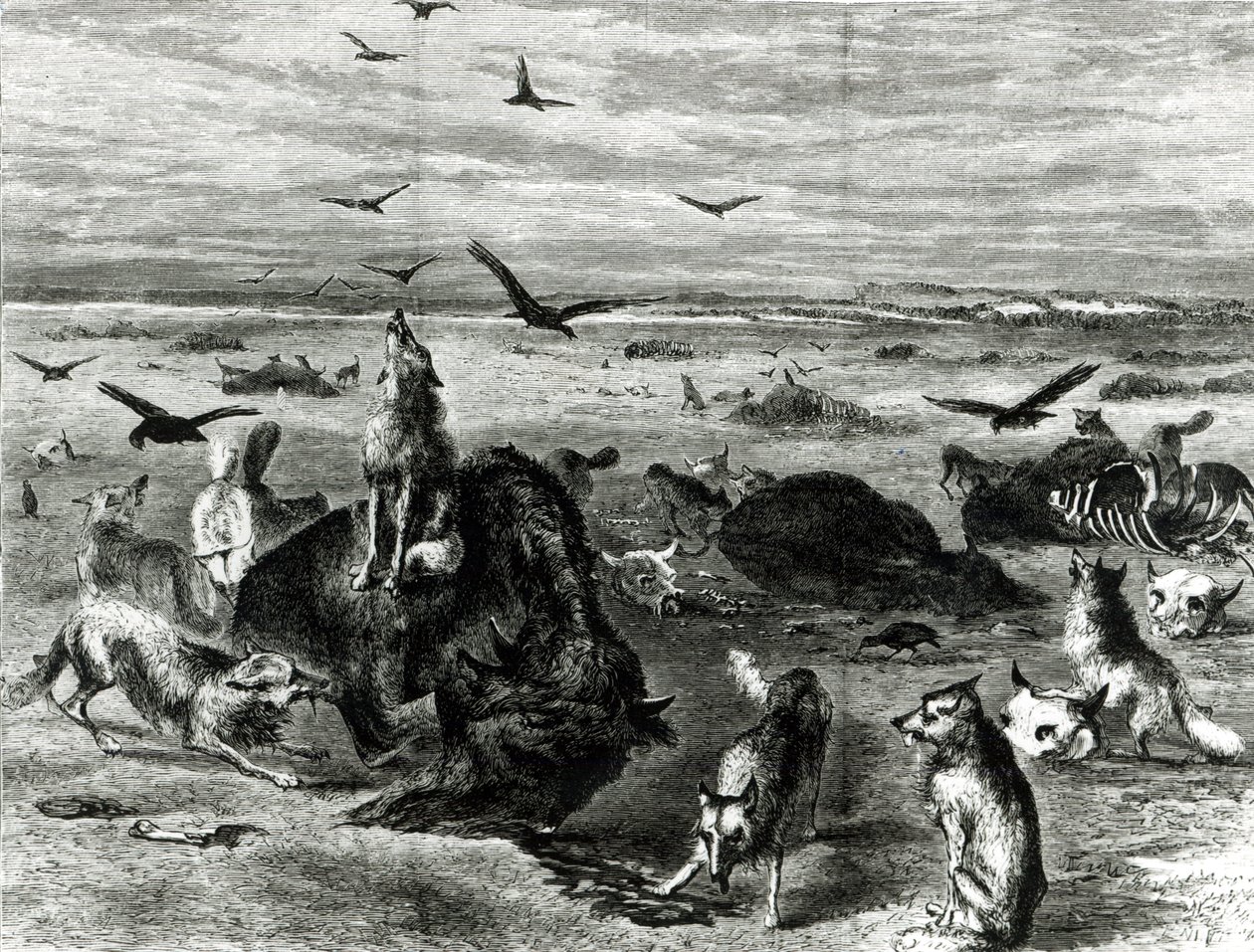 Massacre de bisons sur les plaines, de Harpers Weekly 1872 - Theodore Russell Davis