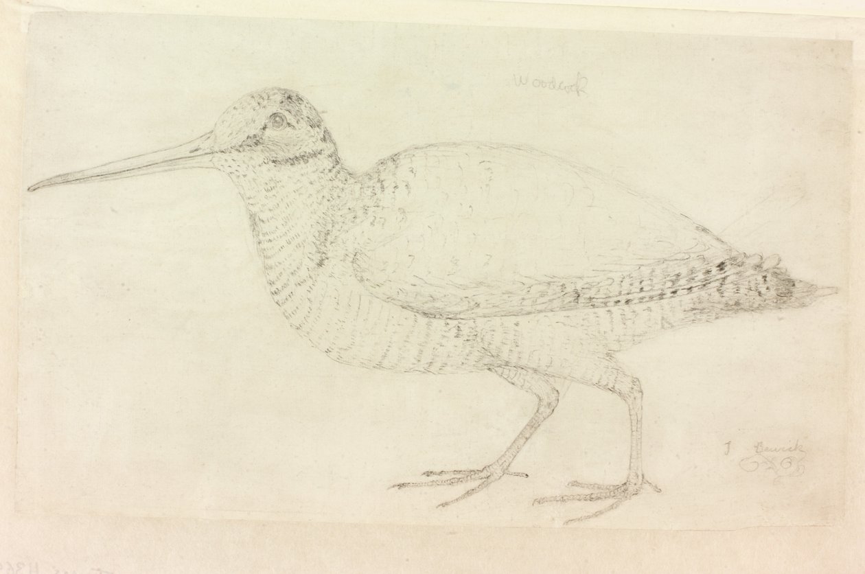La bécasse - Thomas Bewick