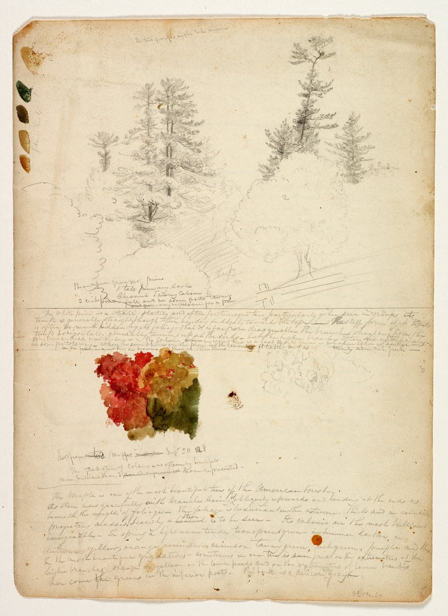 Beaux groupes de pins ; Teintes des érables, New Hampshire, 30 septembre 1828 - Thomas Cole