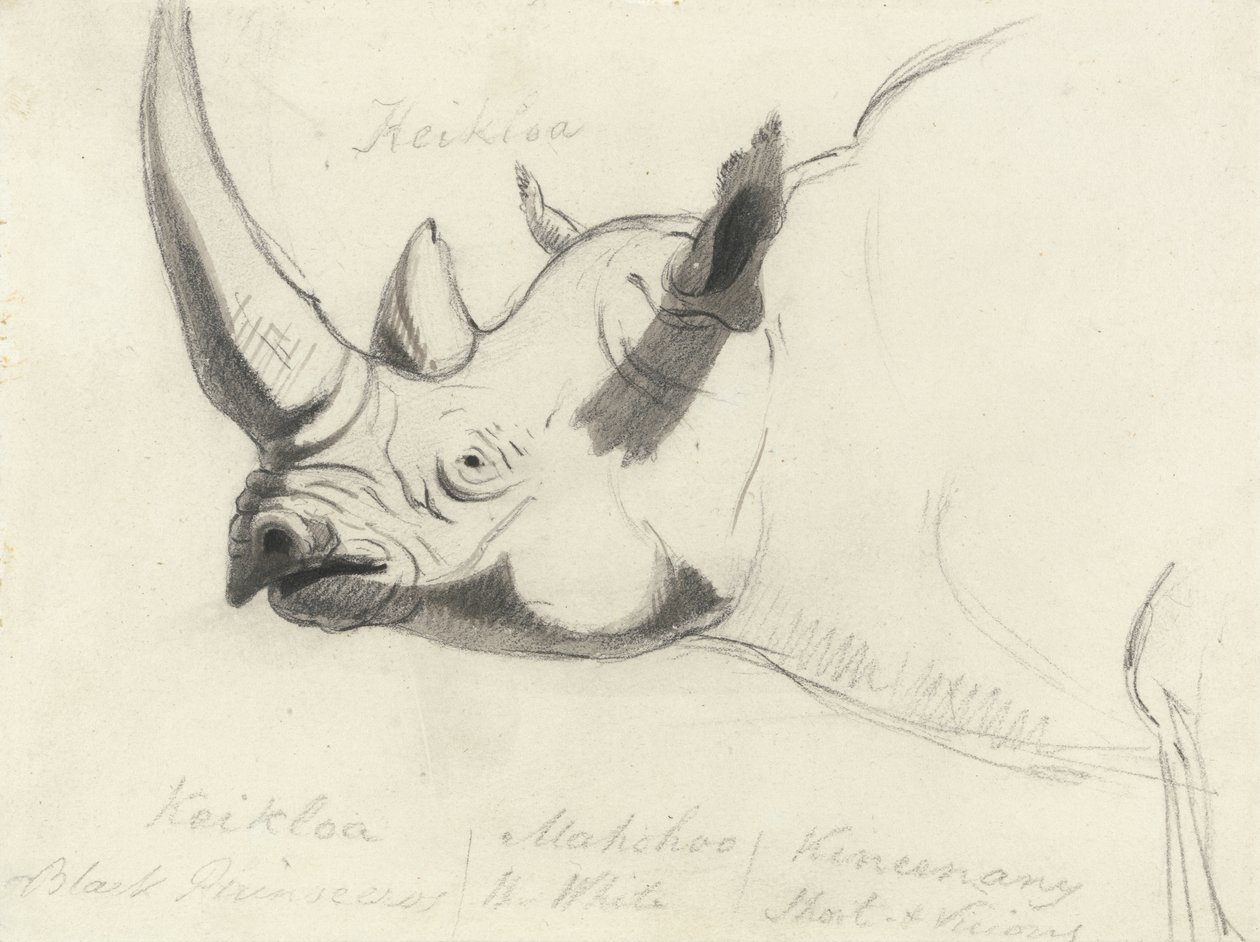Un rhinocéros, tête et épaules, tourné vers la gauche - Thomas Daniell