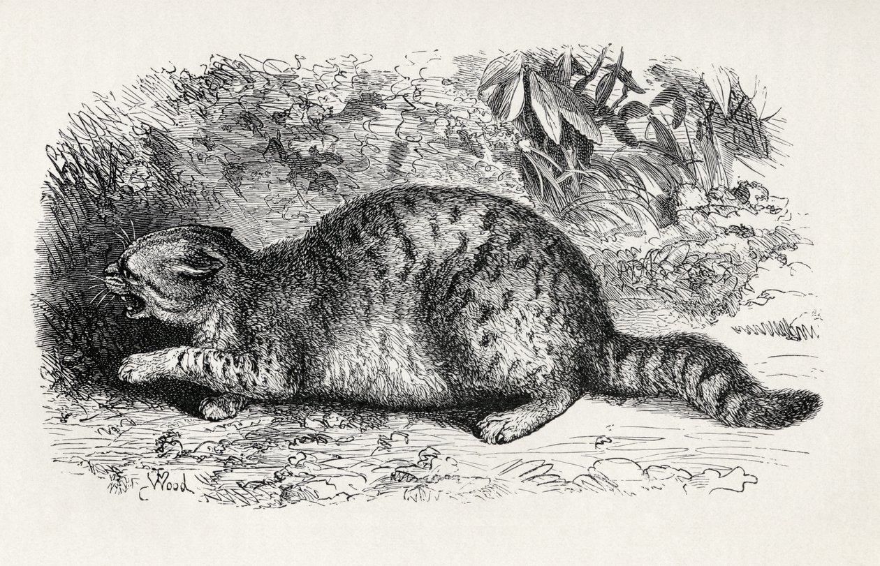 Chat sauvage et prêt à se battre, de 
