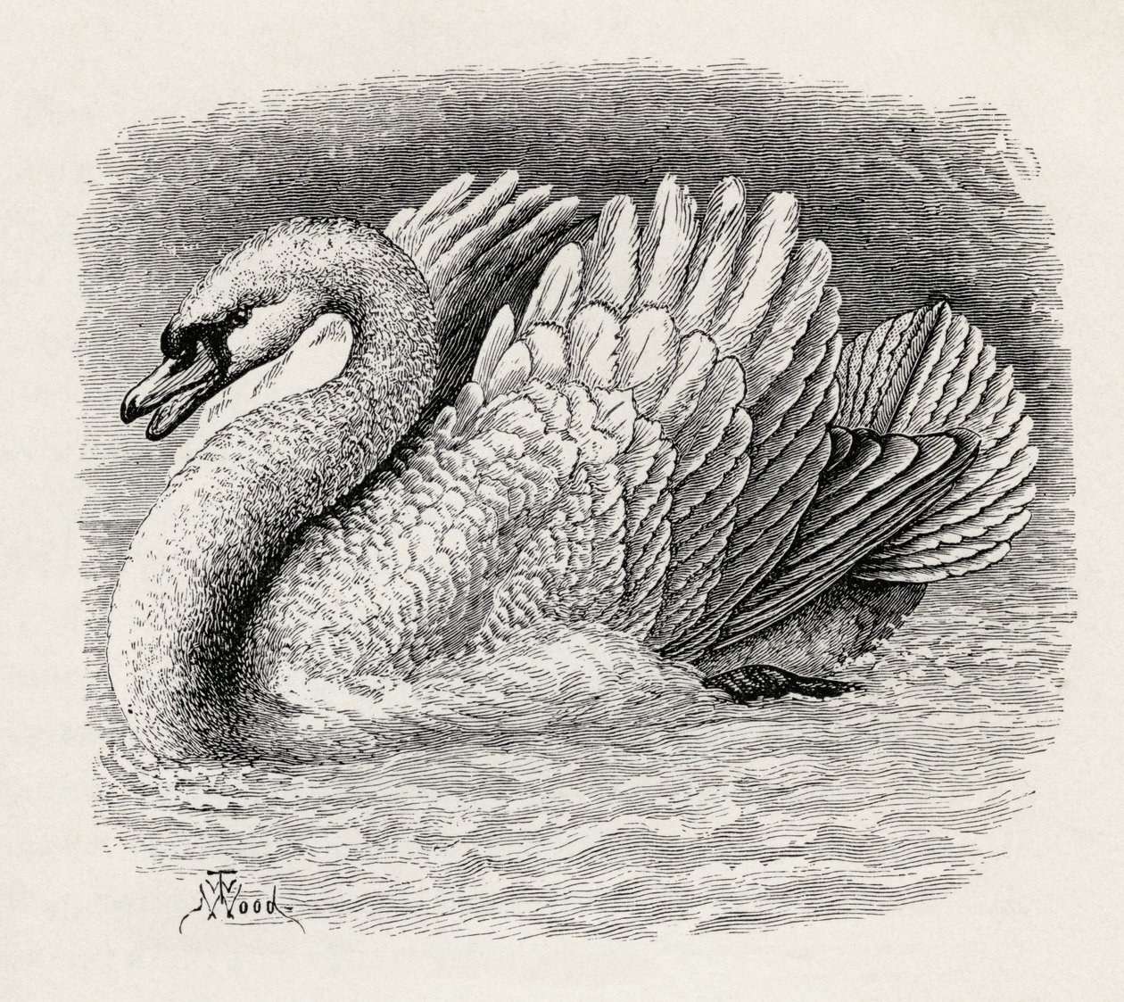 Cygne chassant un intrus, de 