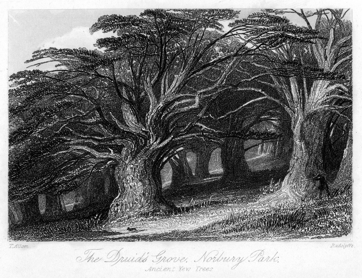 Le Bosquet des Druides, Norbury Park, Surrey, 19ème siècle - Thomas Allom