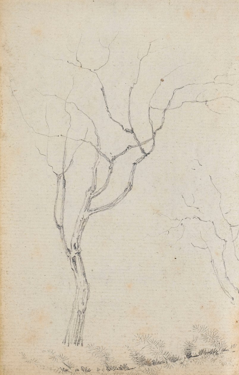 Étude de petits arbres avec des arbustes bas en dessous (verso) - Thomas Baxter