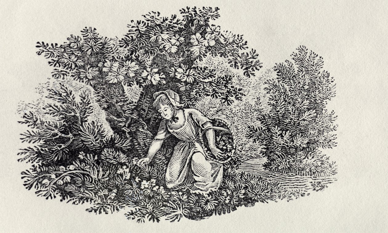 Une fille cueillant des fleurs de 
