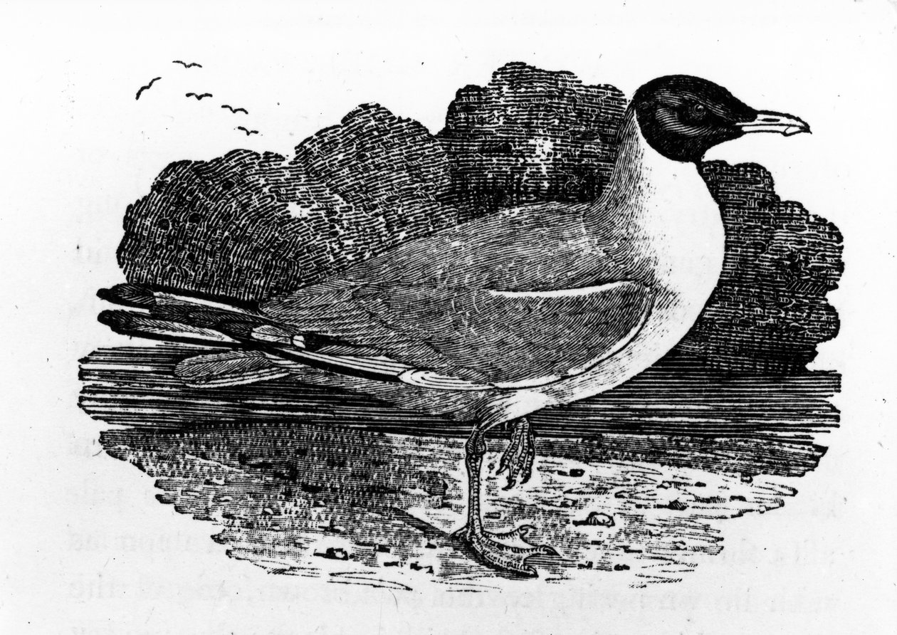 Mouette rieuse, illustration de 