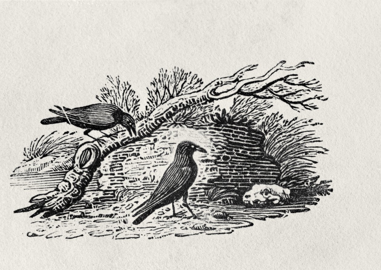 Corbeaux (Corvus corone corone) de 