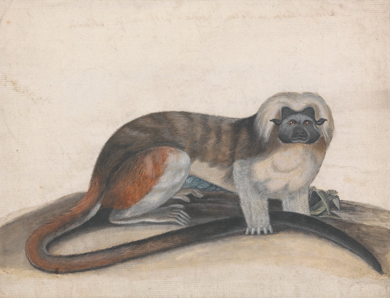 Étude pour "Le Singe Pinche ou Singe à Queue Rouge" (anciennement le Ouistiti à Tête de Coton) - Thomas Bewick