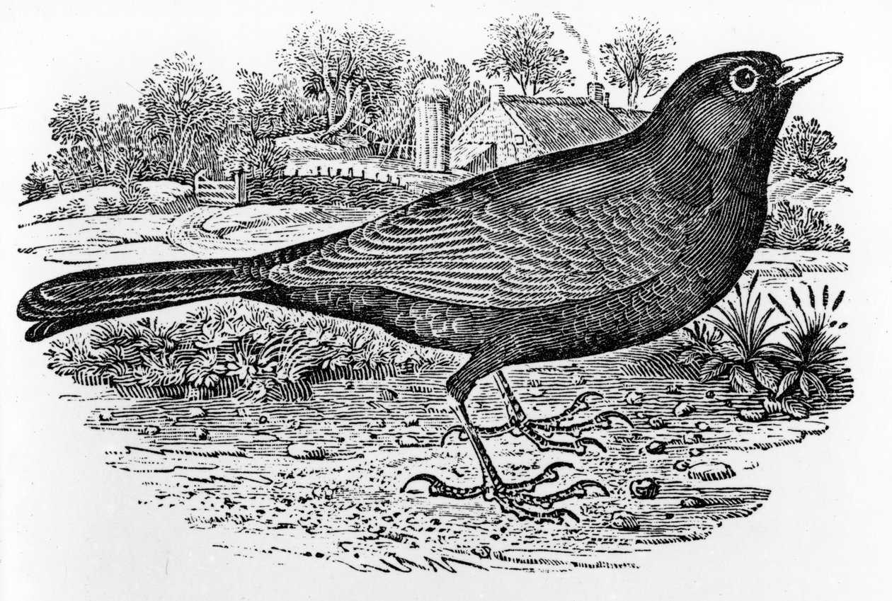 Le Merle, illustration de 