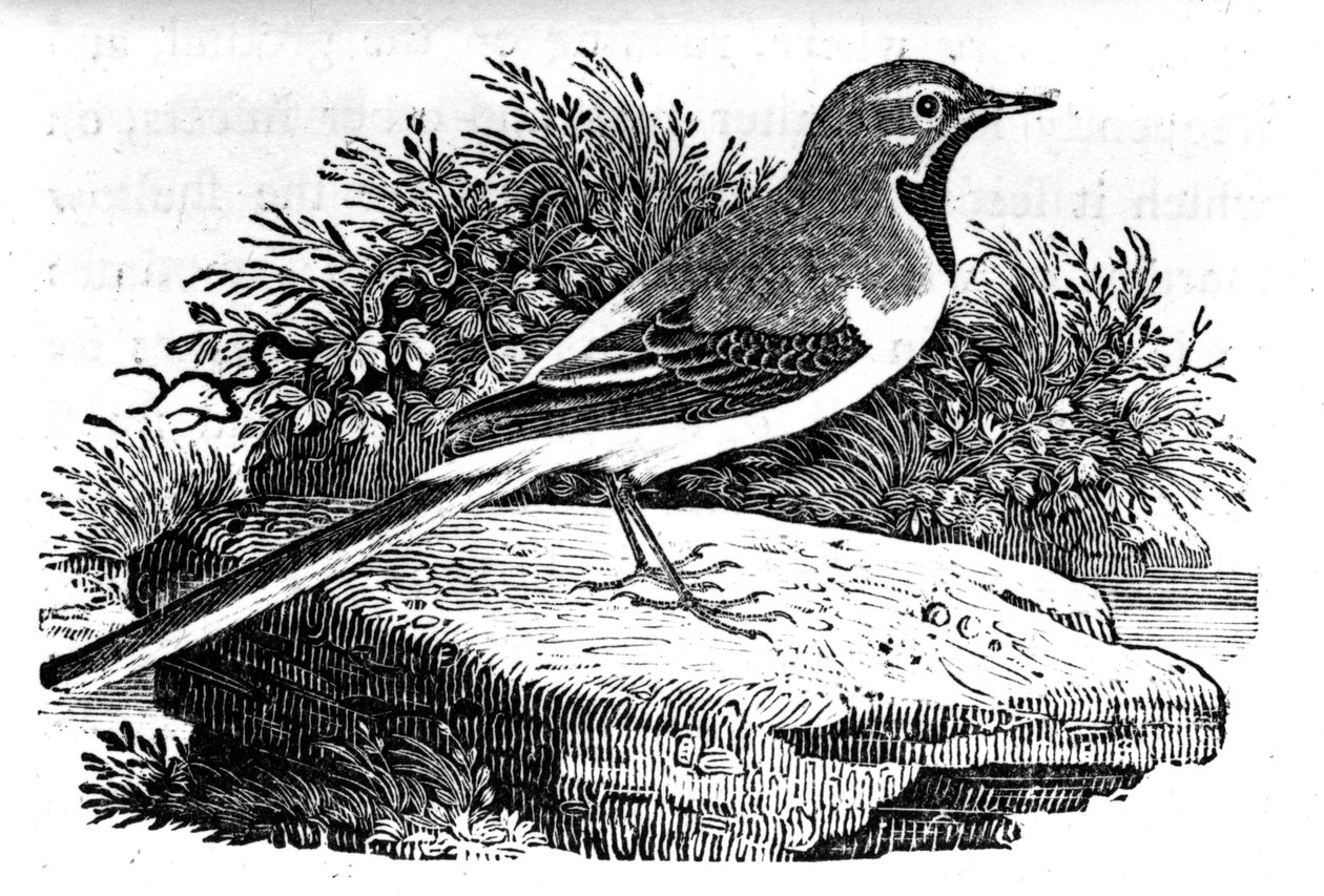 La Bergeronnette grise, illustration de 