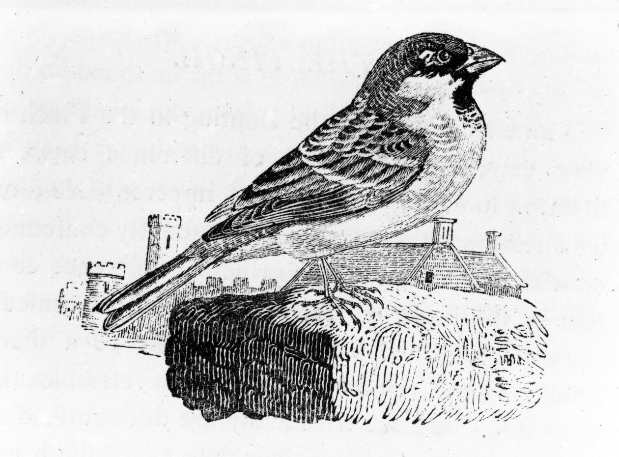 Le Moineau Domestique, illustration de 