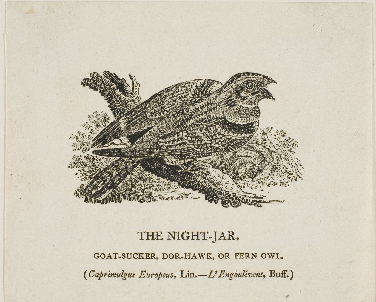 Le bocal de nuit - Thomas Bewick