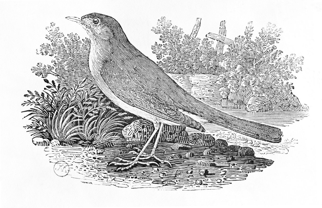 Le rossignol (Luscinia megarhynchos) de 