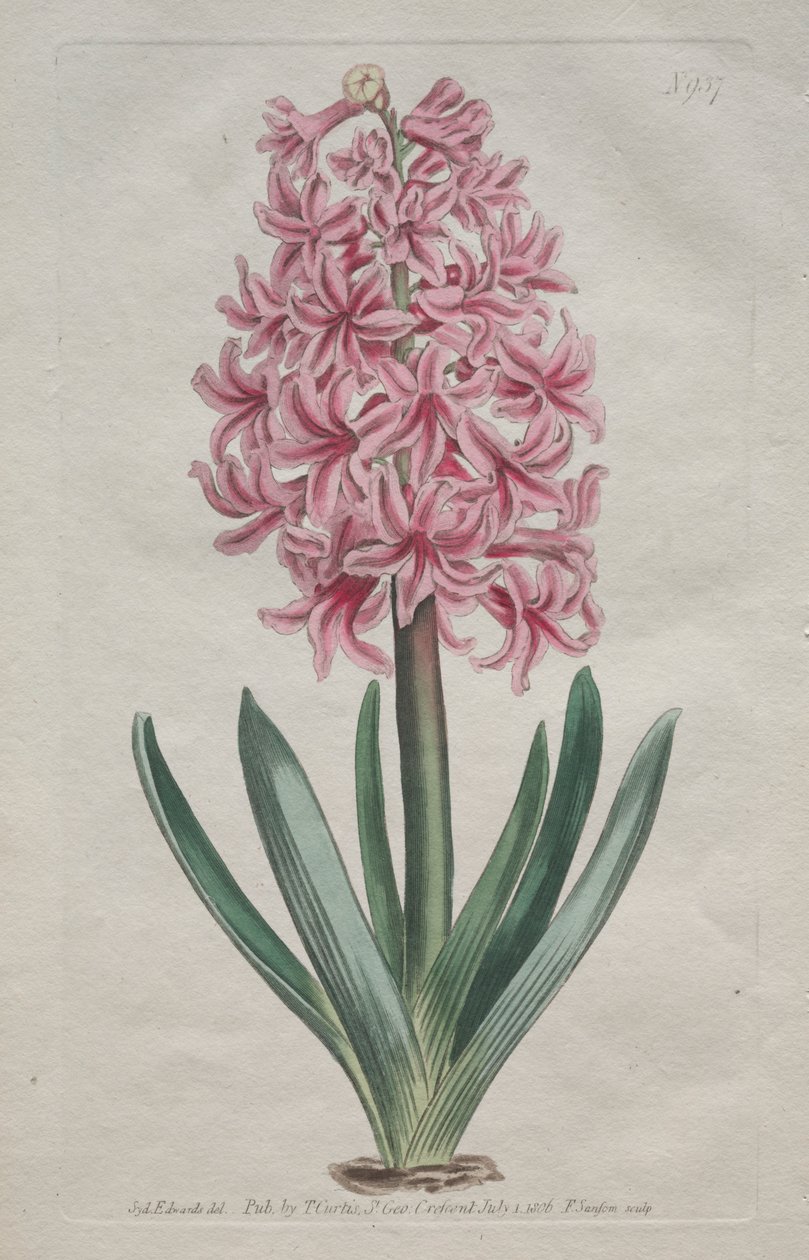 Le magazine botanique ou le jardin de fleurs exposé : Jacinthe de jardin - Thomas Curtis