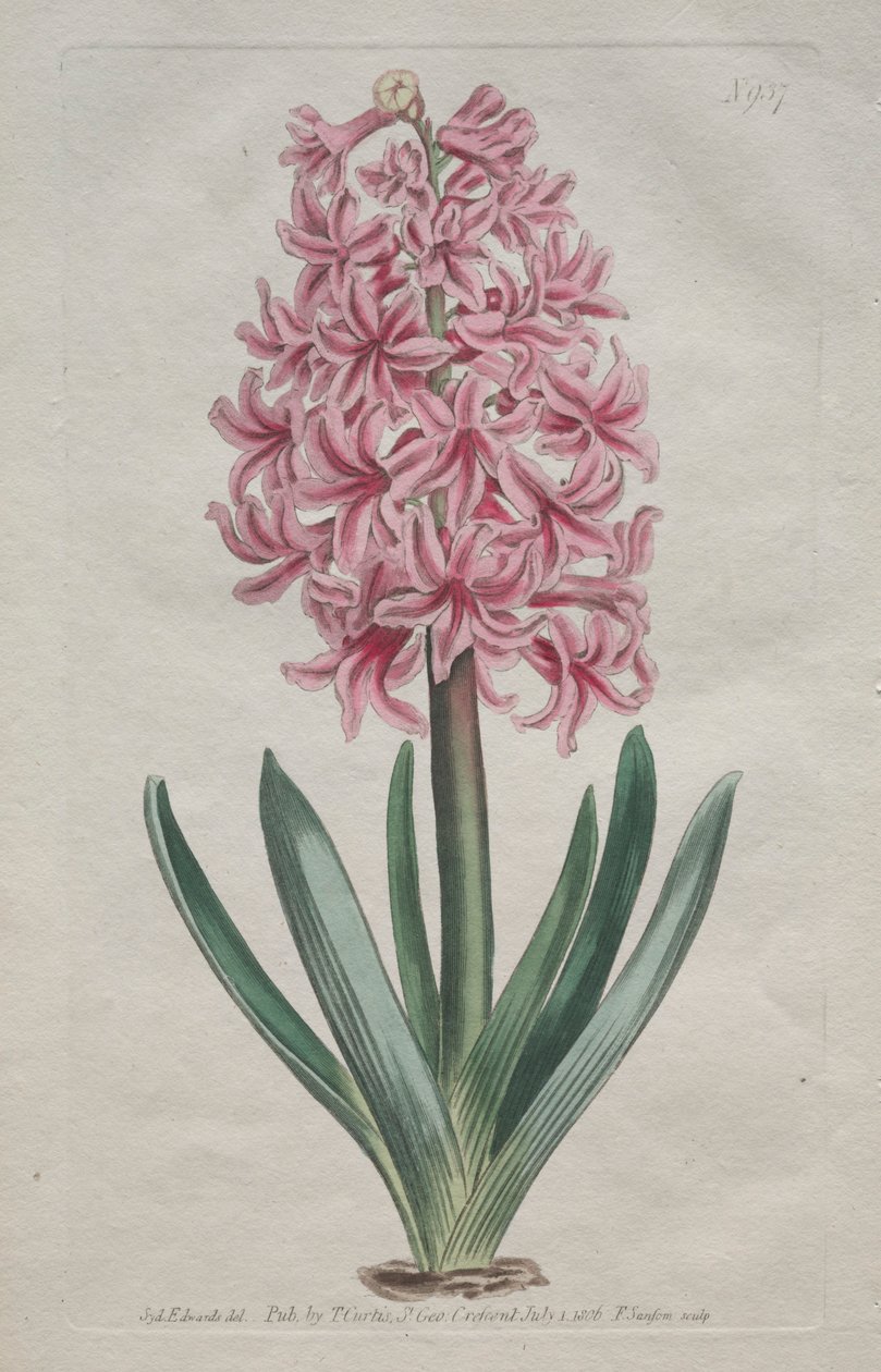 Le Magazine Botanique ou Jardin de Fleurs Exposé : Jacinthe de jardin, 1806 - Thomas Curtis