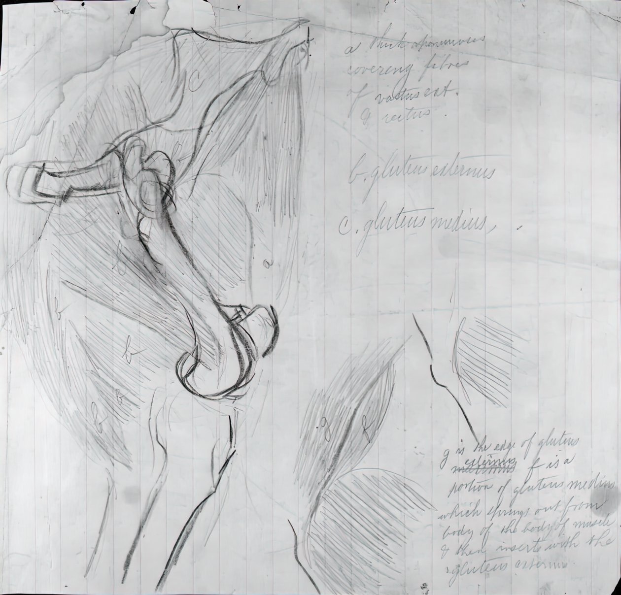 Dessin anatomique - Thomas Eakins