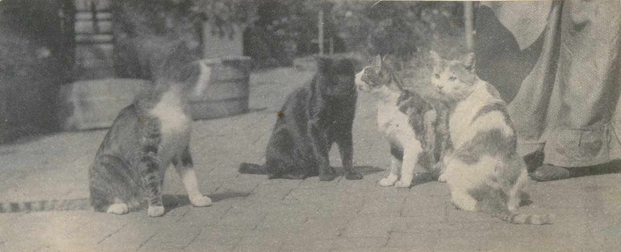 Quatre chats, vers 1895 - Thomas Eakins