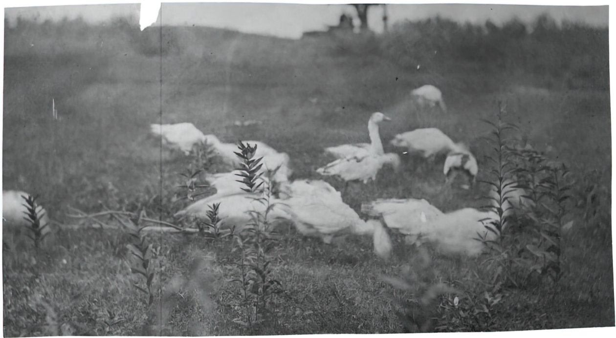 Oies sur le site de réparation du filet, Gloucester, N.J., 1881 - Thomas Eakins