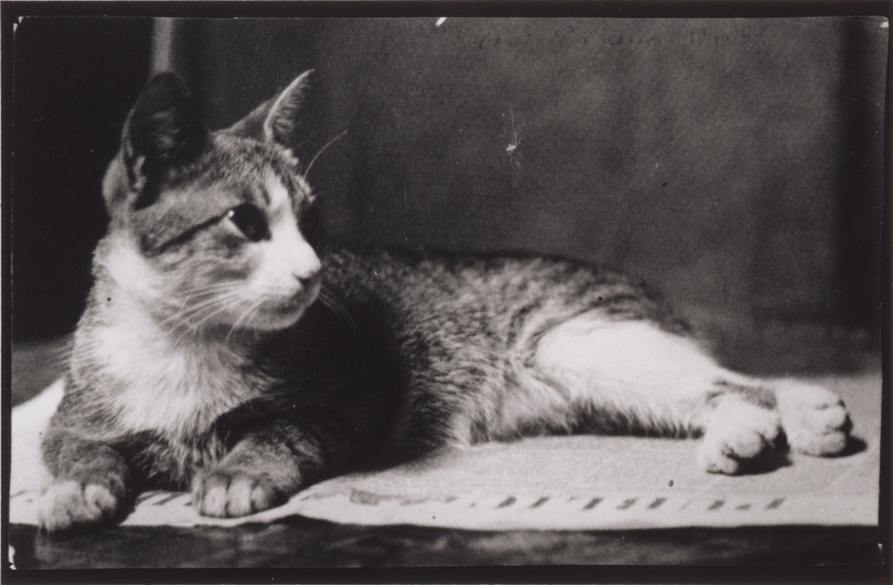 Le chat de Mme Thomas Eakins - Thomas Eakins