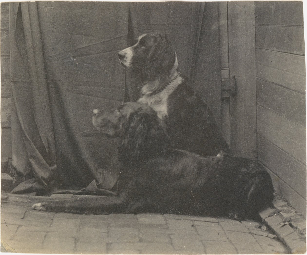 [Le chien Harry de Thomas Eakins et un autre setter] - Thomas Eakins