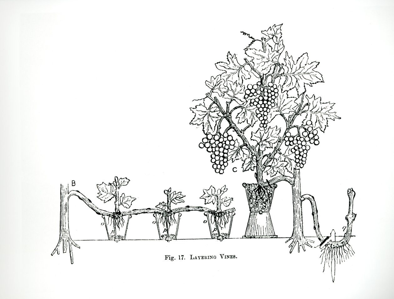 Couches de vignes, de 
