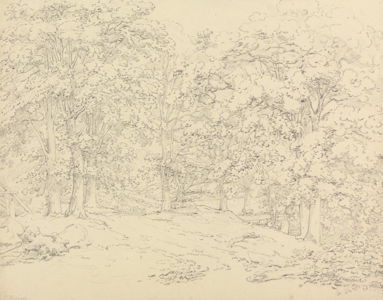 Arbres dans le parc d