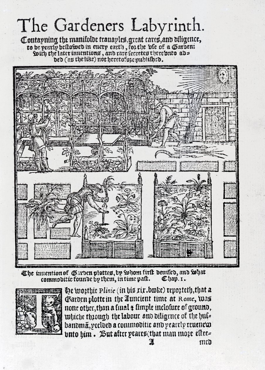 Tonnelle construite comme ombrage contre le soleil et plantation en plates-bandes surélevées, du livre The Gardeners Labyrinth, 1577 - Thomas Hill