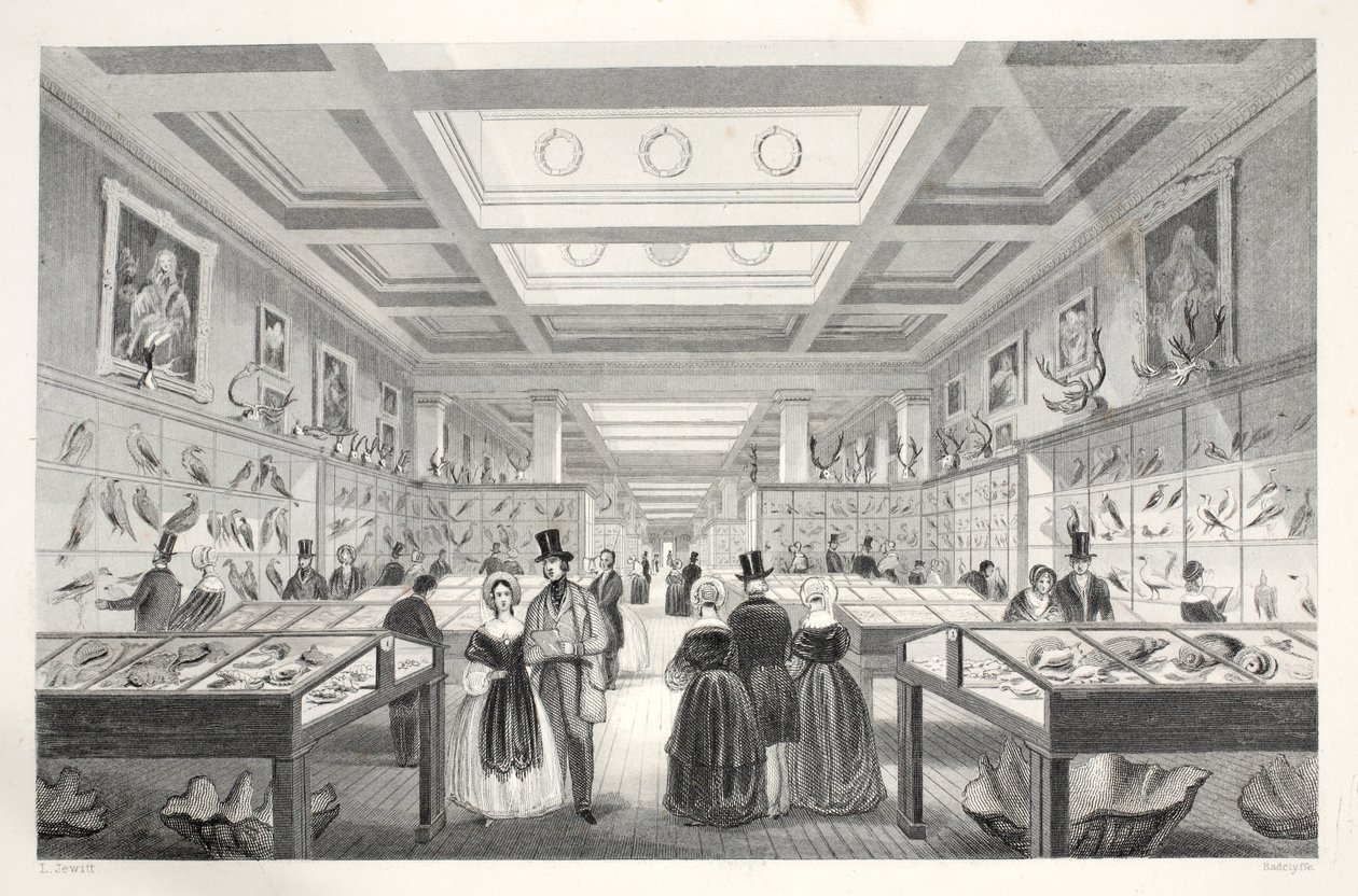 Musée britannique, galerie zoologique, de 