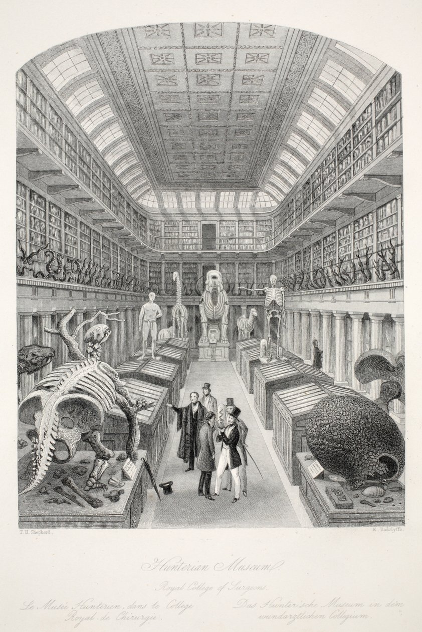 Musée Hunterian, Royal College of Surgeons, de 