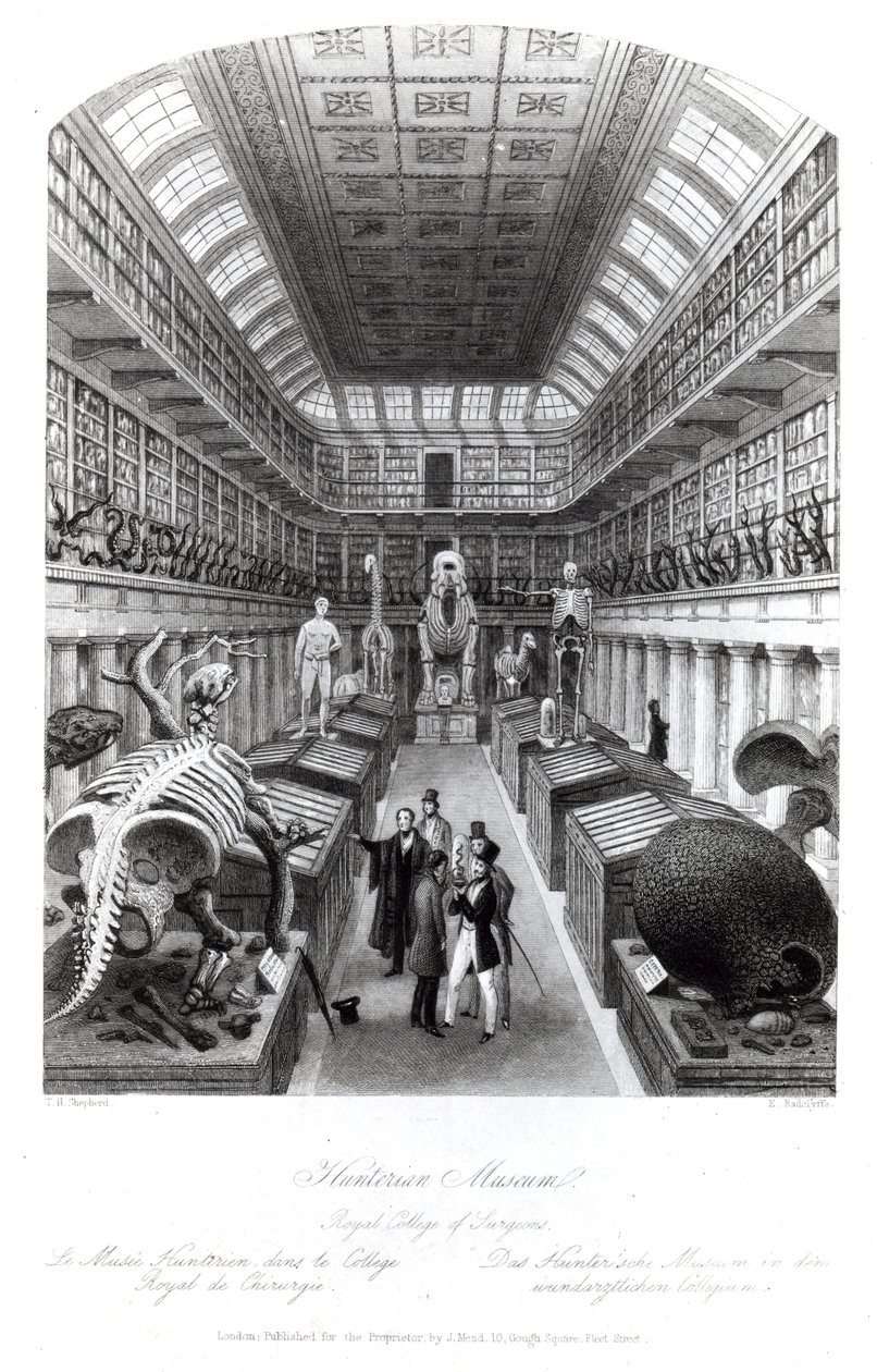 Le musée Hunterian, illustration de 